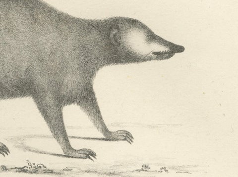 19th-Century Lithograph of the Cape Meerkat and Lalande’s Civet Hyena, close-up 3