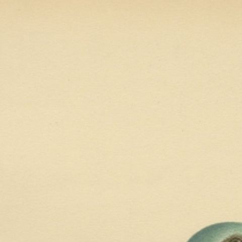 Antique Bird Print of the European Roller by Von Wright, 1927, close-up 1