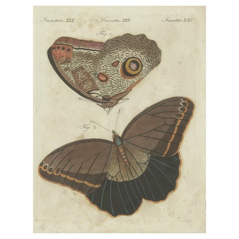 Forest Giant Owl Butterfly (Caligo eurilochus) from Suriname, Published in 1802