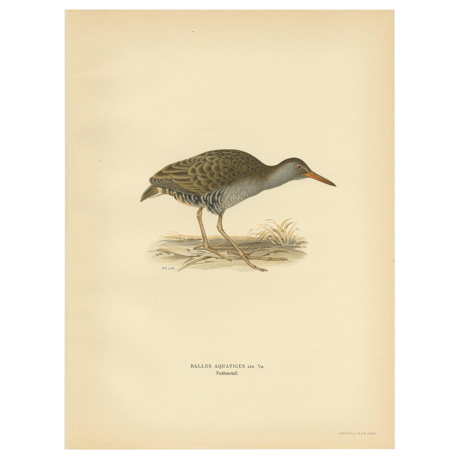 Antique Bird Print of the Water Rail by Von Wright '1929'