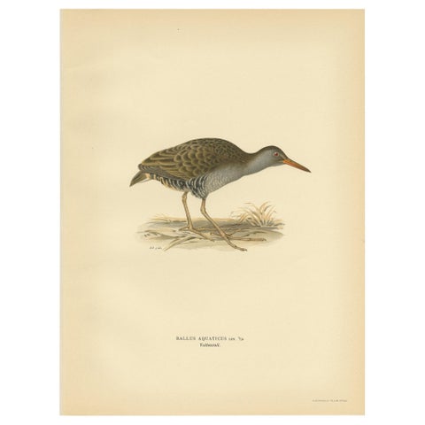 Antique Bird Print of the Water Rail by Von Wright '1929'