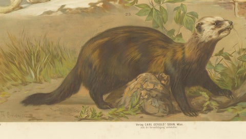 Large Antique Zoology Poster, Stoat, Weasel, Polecat c.1880, close-up 3