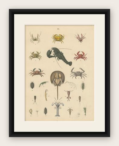 Crustaceans & Marine Invertebrates Print: Crab, Lobster, Horseshoe Crab - 1867, shown framed