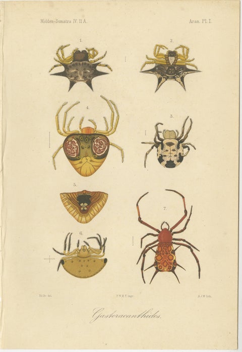 Sumatra Gasteracantha Spiders, Antique Natural History Print c.1887, view 2