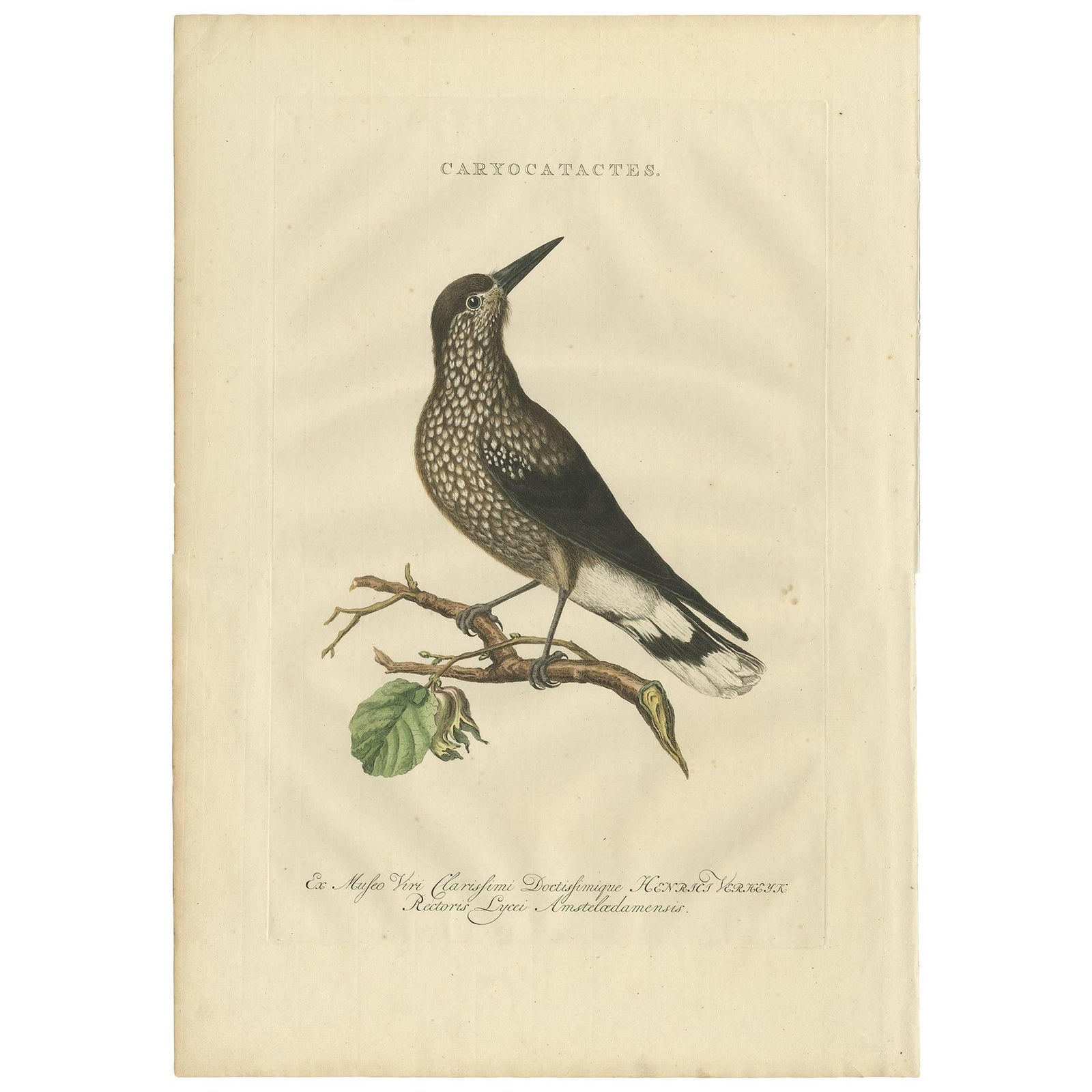 Spotted Nutcracker, Antique Bird Engraving by Nozeman and Sepp, 1770