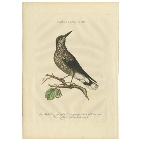 Spotted Nutcracker, Antique Bird Engraving by Nozeman and Sepp, 1770