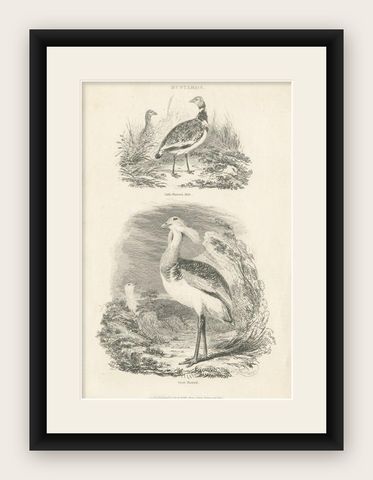 Antique Bird Print of a Male Little Bustard and a Great Bustard by Partington, shown framed
