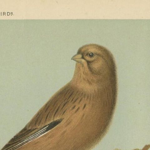 Antique Bird Print of the Goldfinch, Common Linnet and Bullfinch, 'circa 1880', close-up 1