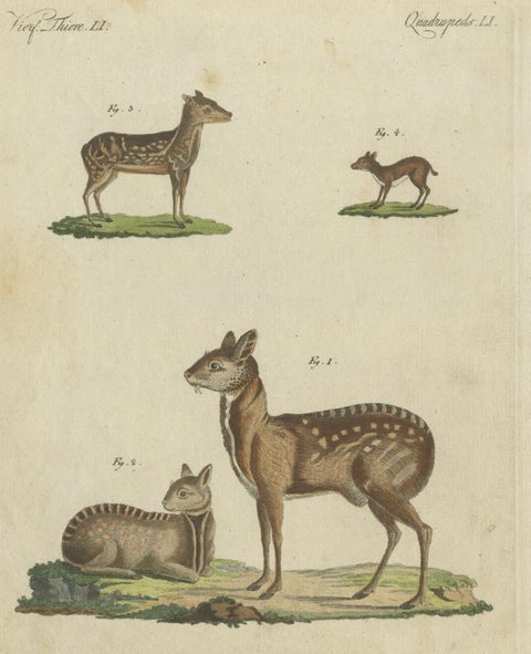 Original Antique Print of Musk Deer and an Antelope, view 3