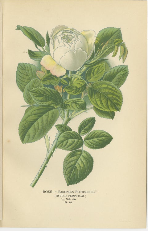 Antique Botanical Rose Prints: Austrian Briar, Moss Rose & Baroness Rothschild, view 4