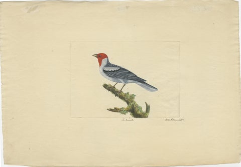Red-Crested Cardinal - Antique Hand-Colored Print with William Hayes Sign, 1780, view 2