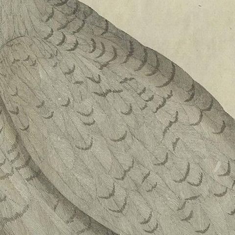Antique Bird Print of the Snowy Owl by Sepp & Nozeman, 1809, close-up 1