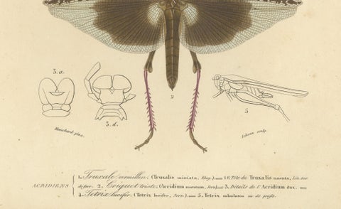 Antique Orthoptères Pair, Grasshoppers, Mantids & Earwigs, French c.1800, close-up 4