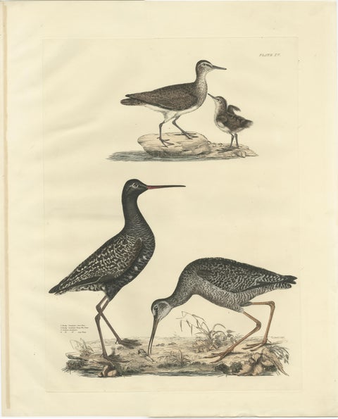 "Plate XV: The Sandpipers - A Study in Seasonal and Developmental Plumage, 1826, view 2