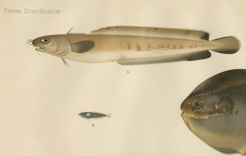 Ocean Sunfish and Scandinavian Blennies - Unique and Striking Fish Litho, 1895, close-up 4