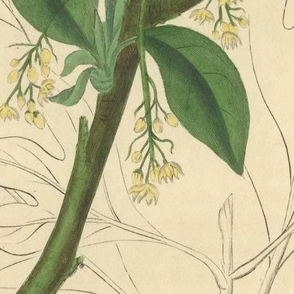 Antique Botany Print of the Sassafras Tree by G. Reid, 1831, close-up 2