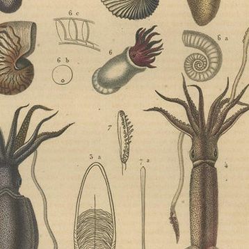 Collection of Old Naturalist Illustrations: Marine Life and Arthropods, 1845, close-up 1