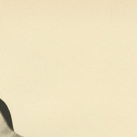 Antique Bird Print of the Arctic Tern by Von Wright, 1929, close-up 1