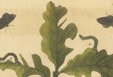 English Moths and Caterpillars on Oak and Rose, Antique Insect Engraving, 1720, view 3