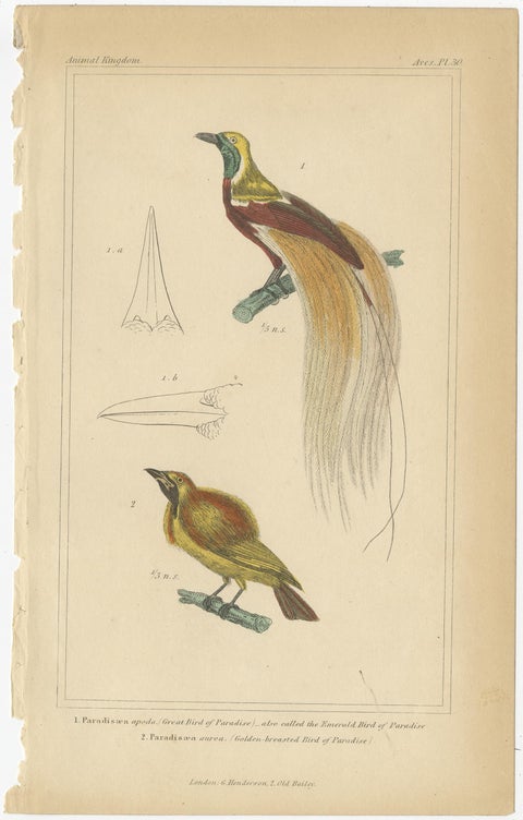 Set of 4 Antique Bird Prints of the Horned Parrakeet, Scarlet Macaw and Others, view 3