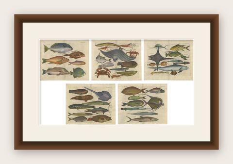 Exotic Fish Prints - Set of Five Hand-Colored Engravings by John Nieuhoff, c1704, shown framed