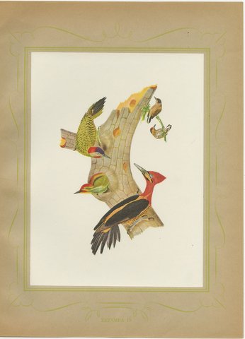 Woodpeckers at a Tree Stump, Brazilian Bird Print, Descourtilz, 1944, view 2