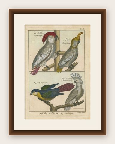 Authentic, Beautifully Richly Colored, Copper Engraving of Cockatoos '1792', shown framed