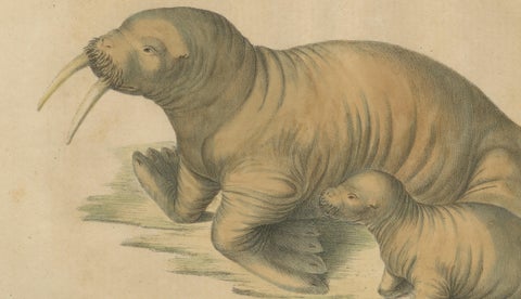 Antique Walrus Lithograph by Karl Joseph Brodtmann, 1816, close-up 5