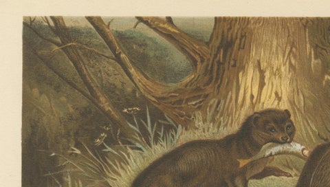 Woodland River Animal Print, Victorian Otter Scene, Earth Tone Artwork, 1894, close-up 6