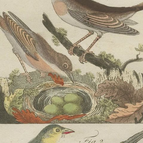 Antique Bird Print of Nightingales, close-up 2