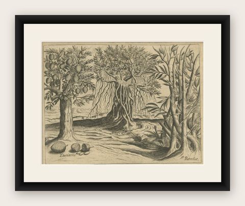 Botanical Marvels of India: Bamboo and Durian in De Bry's 1601 Copper Engraving, shown framed