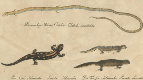 Antique Salamander & Reptile Lithograph by Karl Joseph Brodtmann, 1816, close-up 3