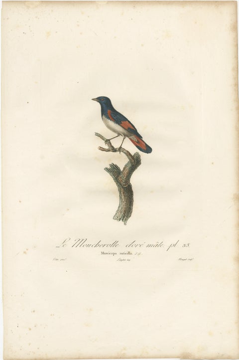1807 American Redstart Illustration - 'Le Moucherolle doré mâle' Old Bird Print, view 2