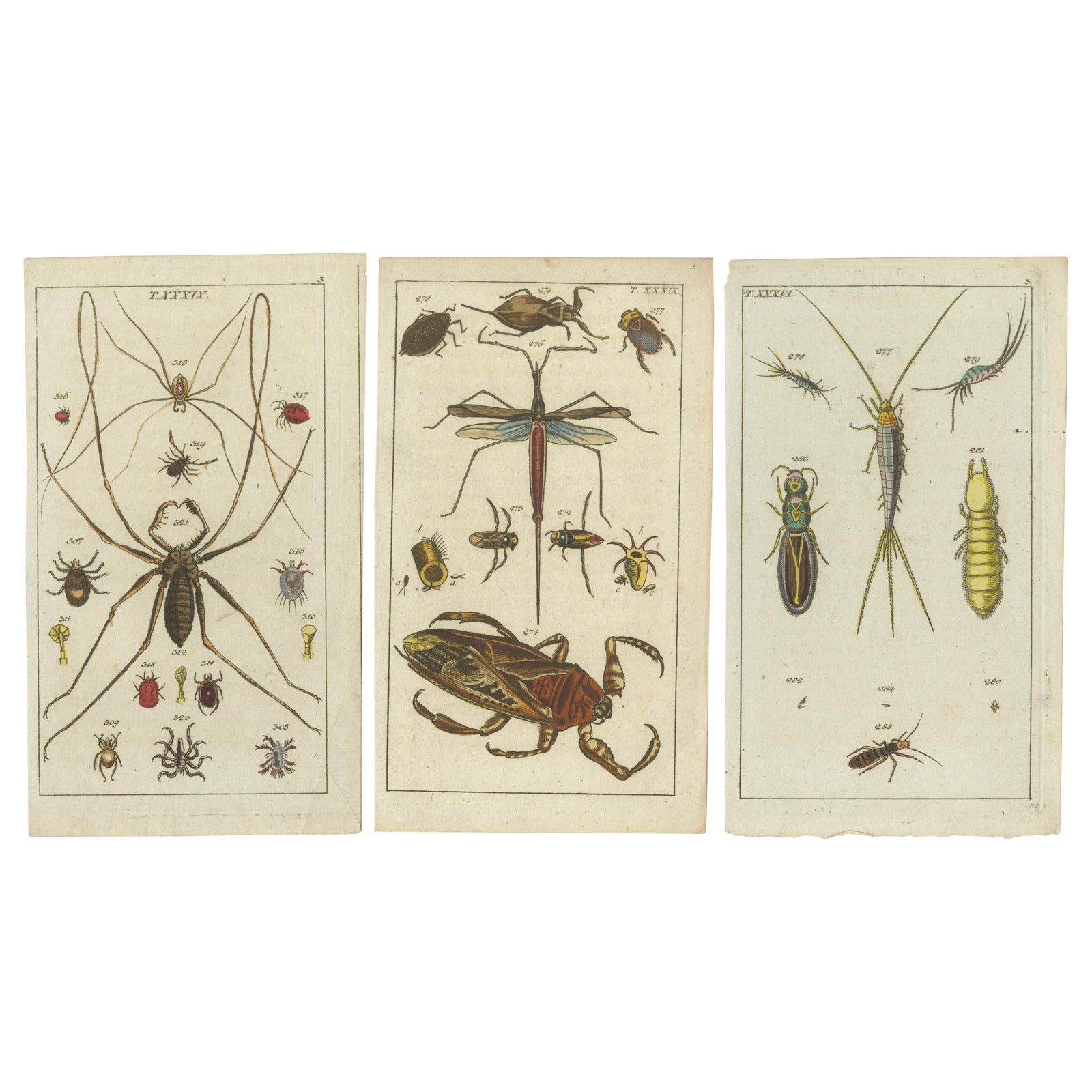 Arachnid & Insect Engravings: Stunning Hand-Colored Natural History Art, 1832