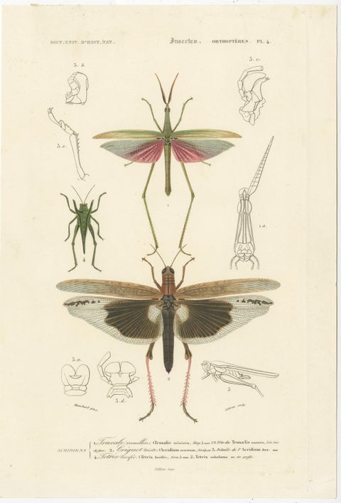 Antique Print of Various Insects Including a Grasshopper, view 2