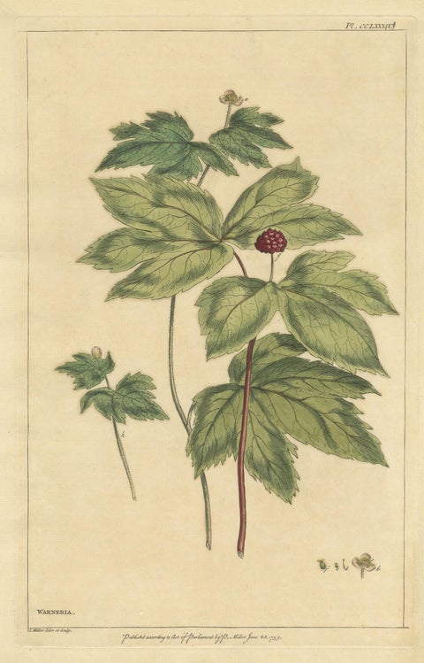 Antique Botany Print of Hydrastis Canadensis, '1759', view 2