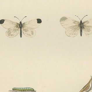 Metamorphosis in Repose: A Trio of Butterfly Lifecycles, close-up 1