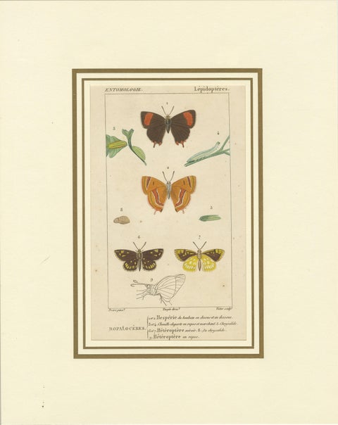 "Entomologie - Lepidoptera Study Plate" from Encyclopedic Collection, circa 1760, view 2