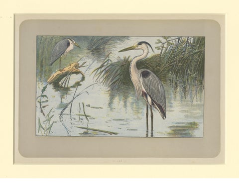 Antique Bird Print of a Grey Heron, view 3