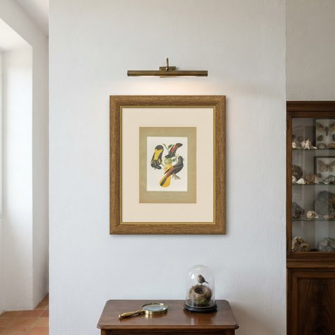 Orioles and Caciques, Brazilian Bird Print, Descourtilz, 1944, shown framed on a wall