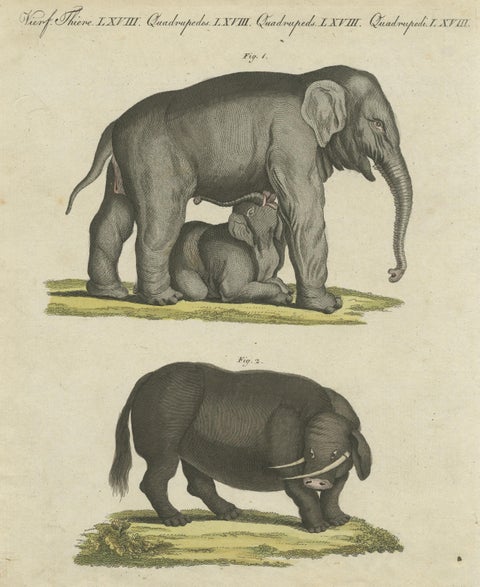 Original Antique Print of the Indian Elephant and the Mythical Beast Sukotyro, view 3