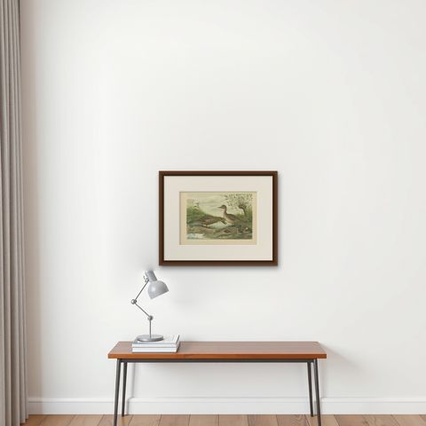 Mallard Duck Family, Antique Bird Chromolithograph with Ducklings c.1880, shown framed on a wall
