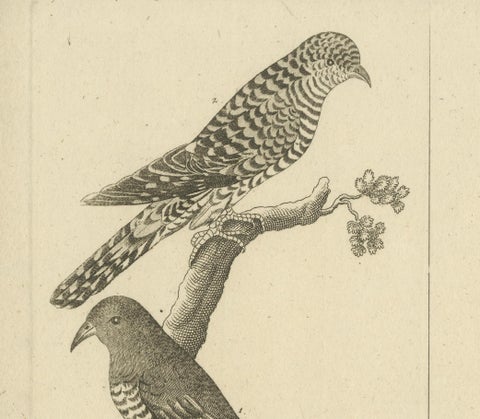 Antique Engraving of Cuckoo & Little Owl, Cuculus canorus & Strix passerina 1800, close-up 4