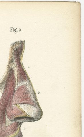 The External Nose and Its Cartilages, Antique Hirschfeld Anatomy Print, 1866, view 3