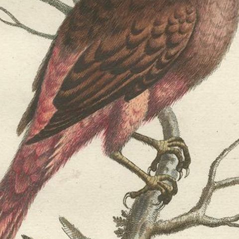 The Red Bird of Surinam by J.M. Seligmann, Hand-Colored Engraving, 18th Century, close-up 5
