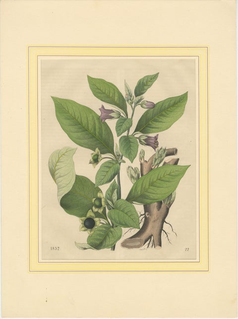 1852 Botanical Lithograph of Atropa Belladonna (Deadly Nightshade), view 2