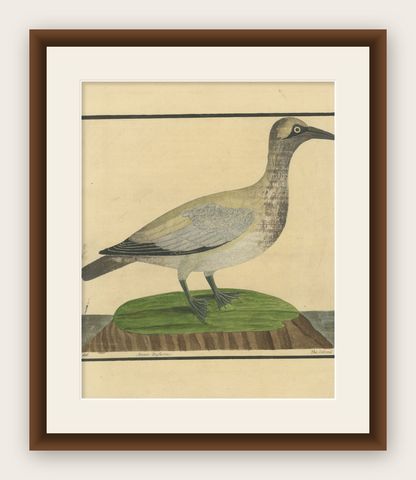 Antique Hand-Colored Engraving of The Island Goose by Eleazar Albin, circa 1730, shown framed