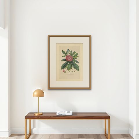 Antique Botany Print of The Rhododendron Barbatum by Van Houtte, 1849, shown framed on a wall