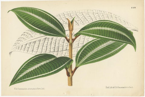 Set of 2 Antique Botany Prints, Miconia, Calathea '1873', view 2