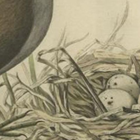 Antique Bird Print of the Common Moorhen by Sepp & Nozeman, 1770, close-up 1